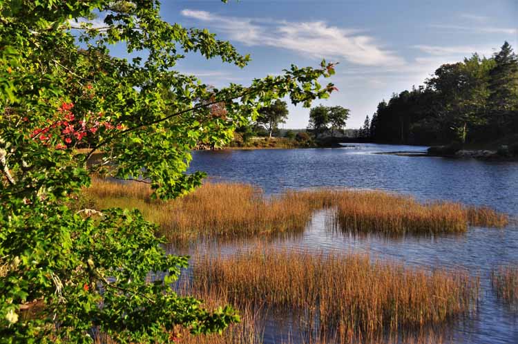 pond